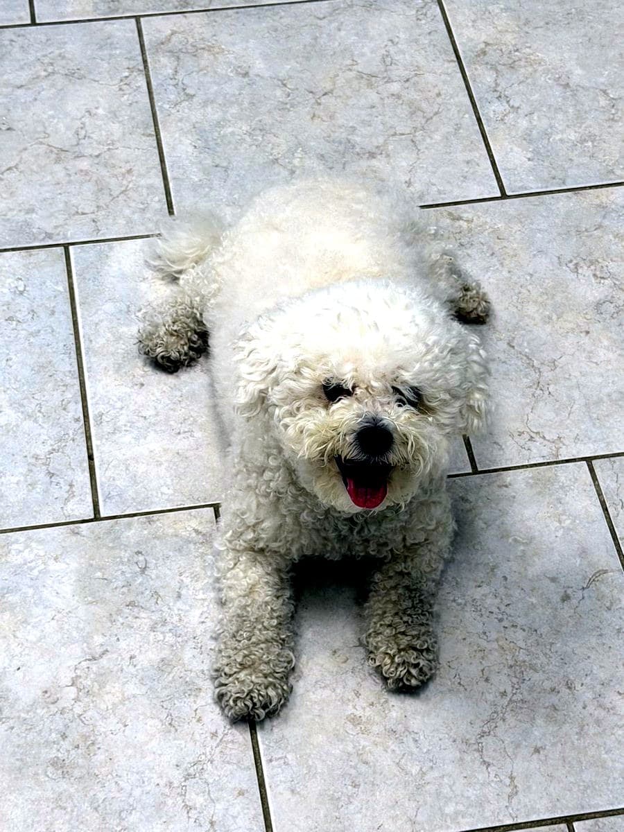 A happy dog ready to join the Nice Diggz pack