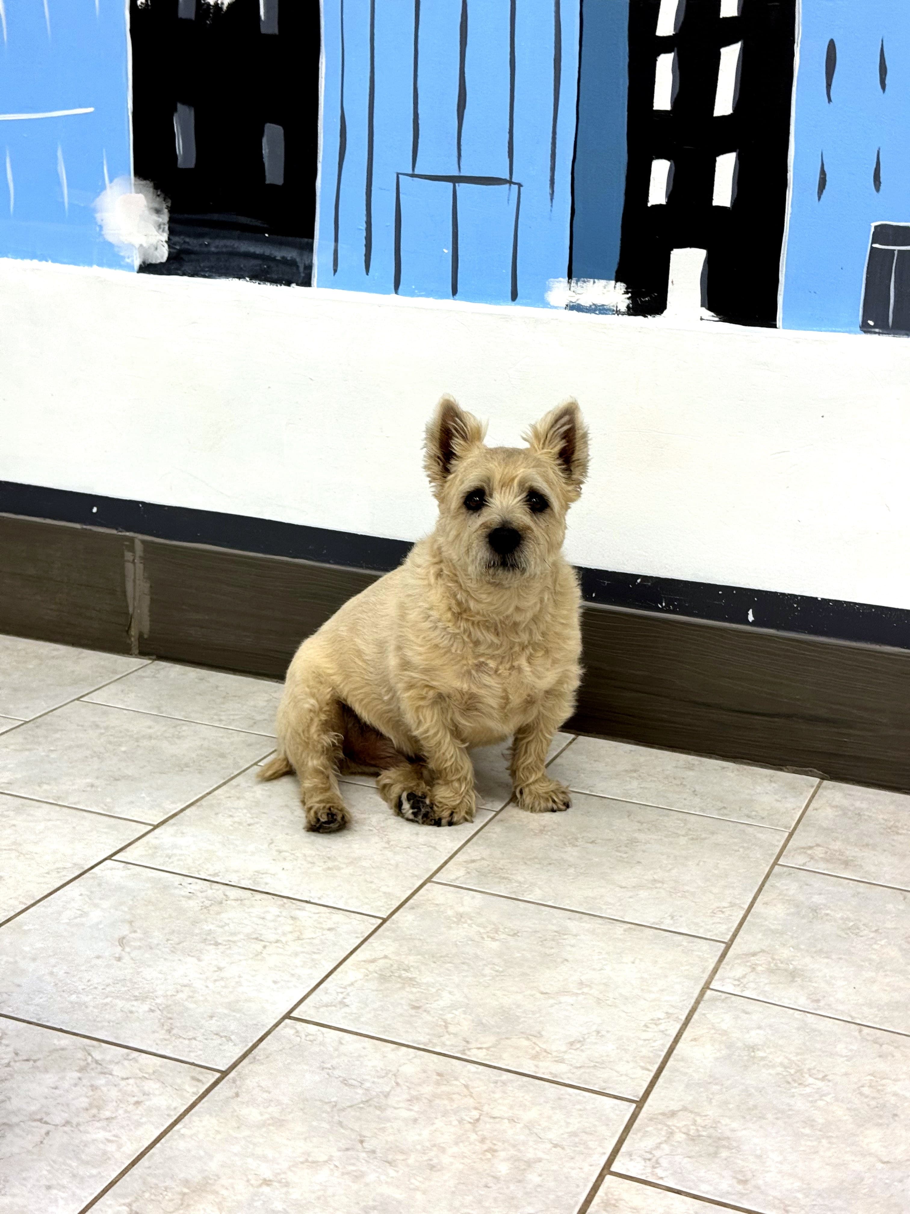 Puppy Intro Groom at Nice Diggz