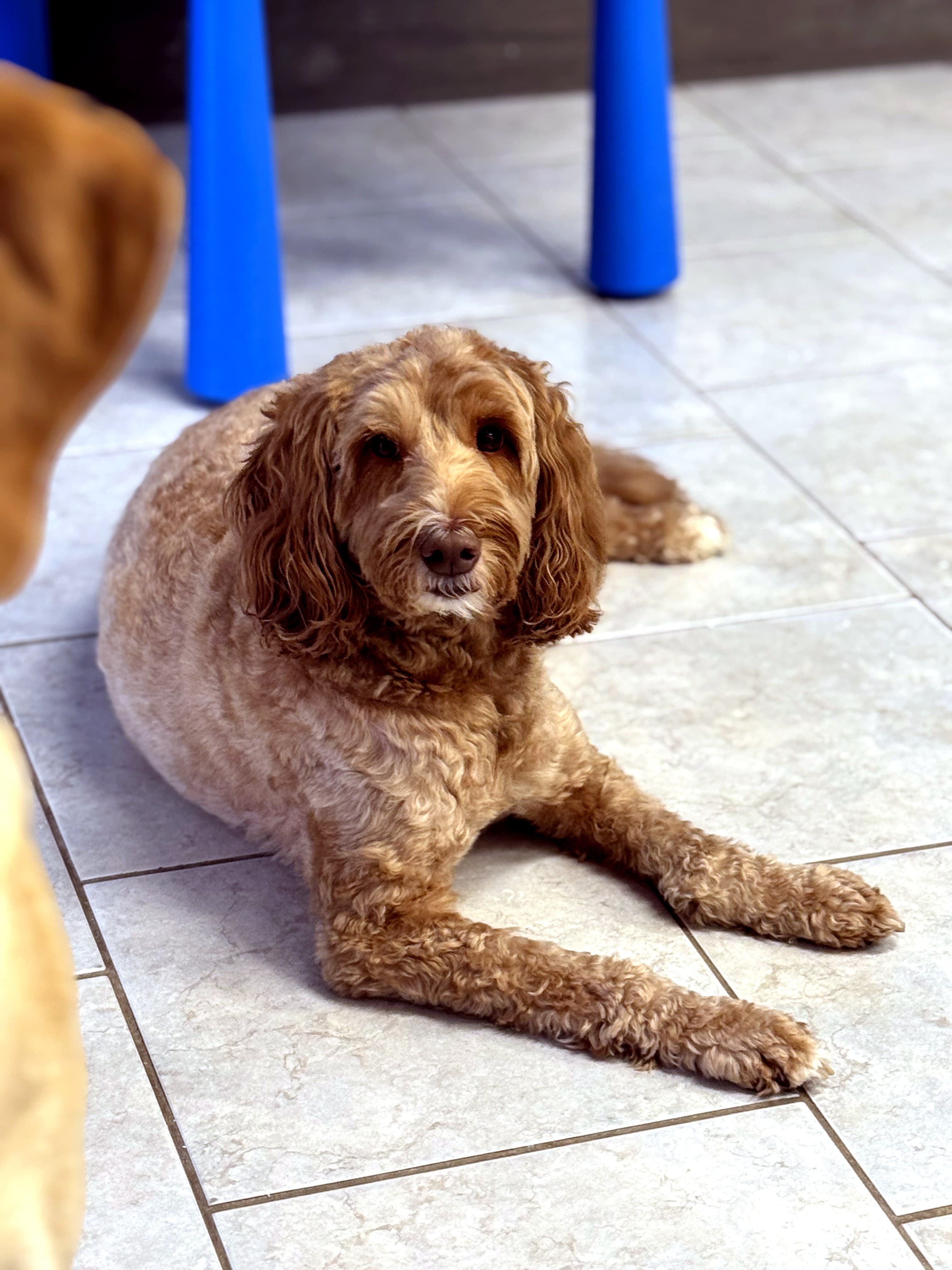A happy caramel doodle relaxing at Nice Diggz