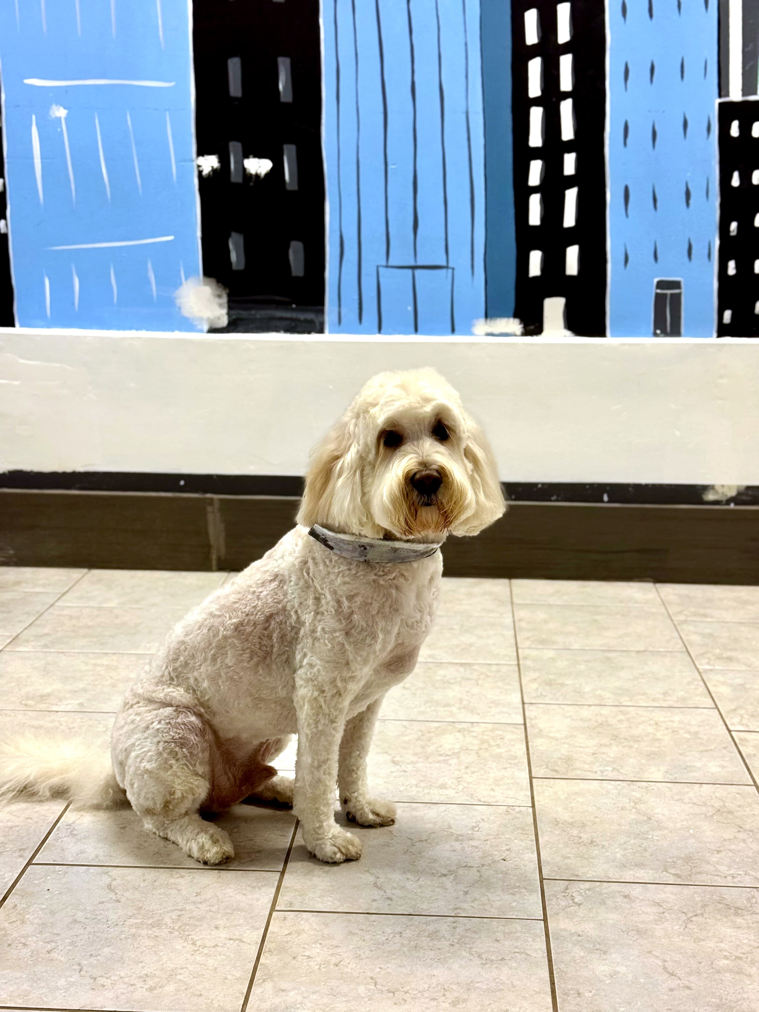 A happy dog at Nice Diggz