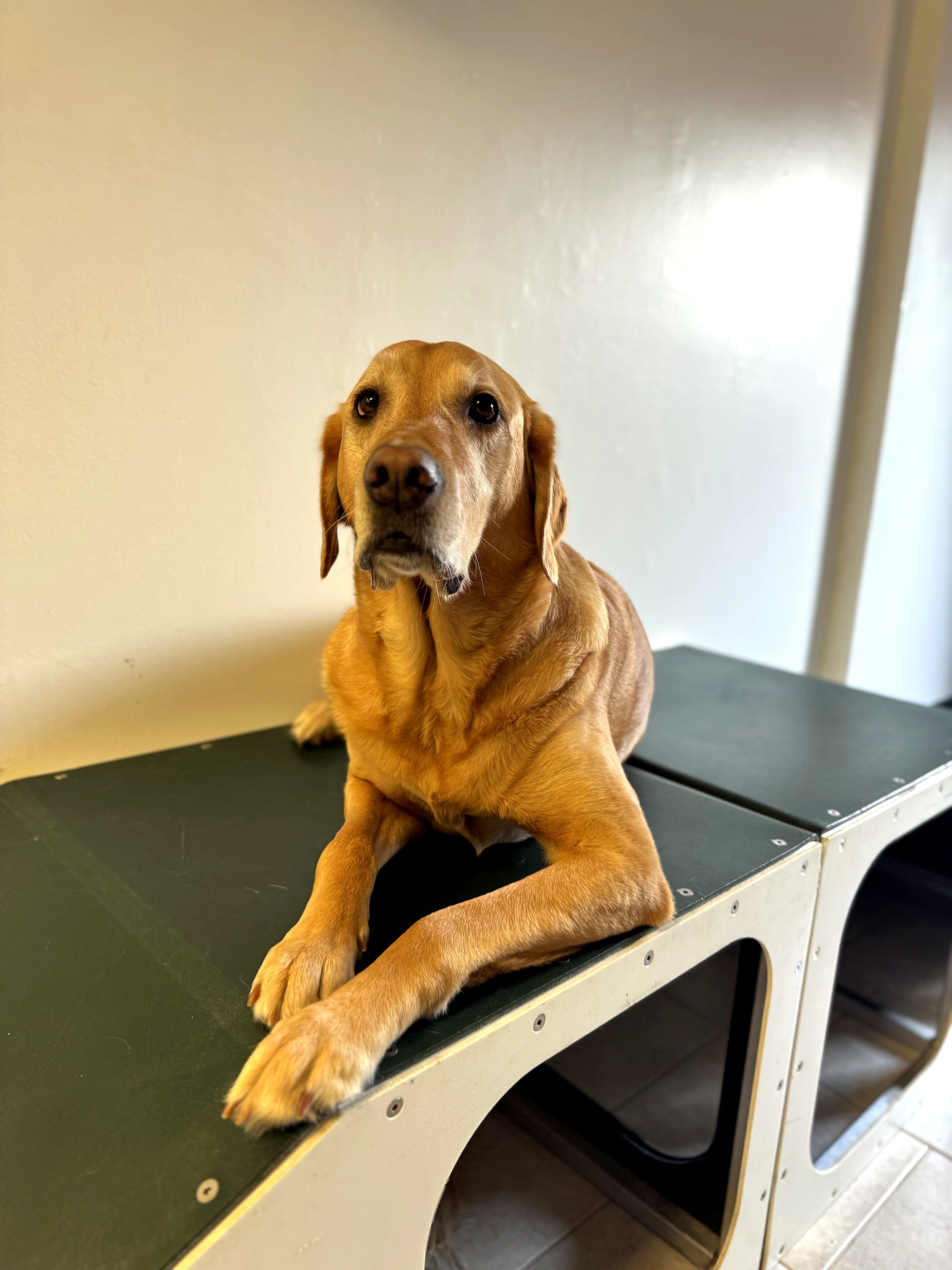 A happy dog at Nice Diggz