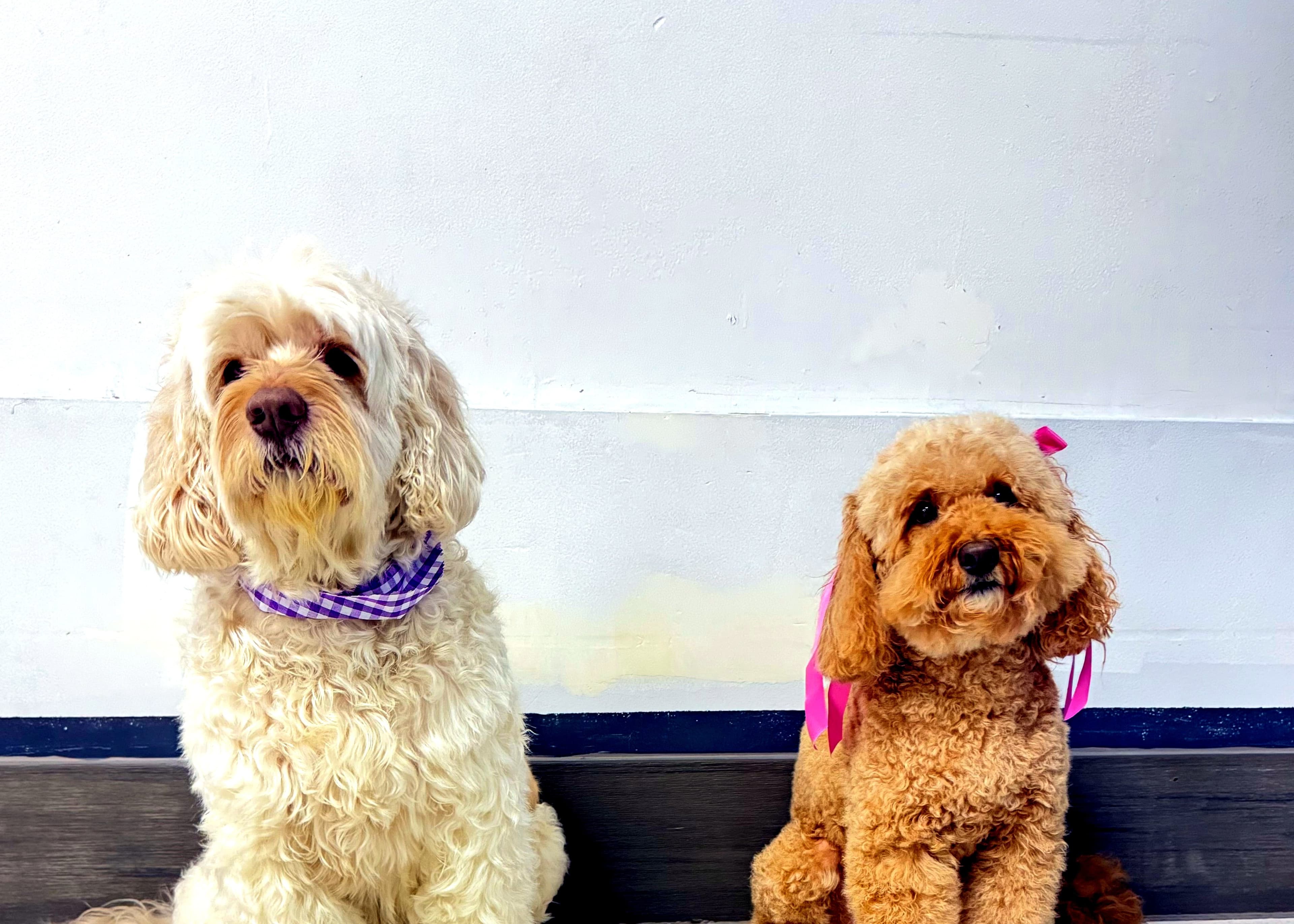 Two freshly groomed dogs at Nice Diggz