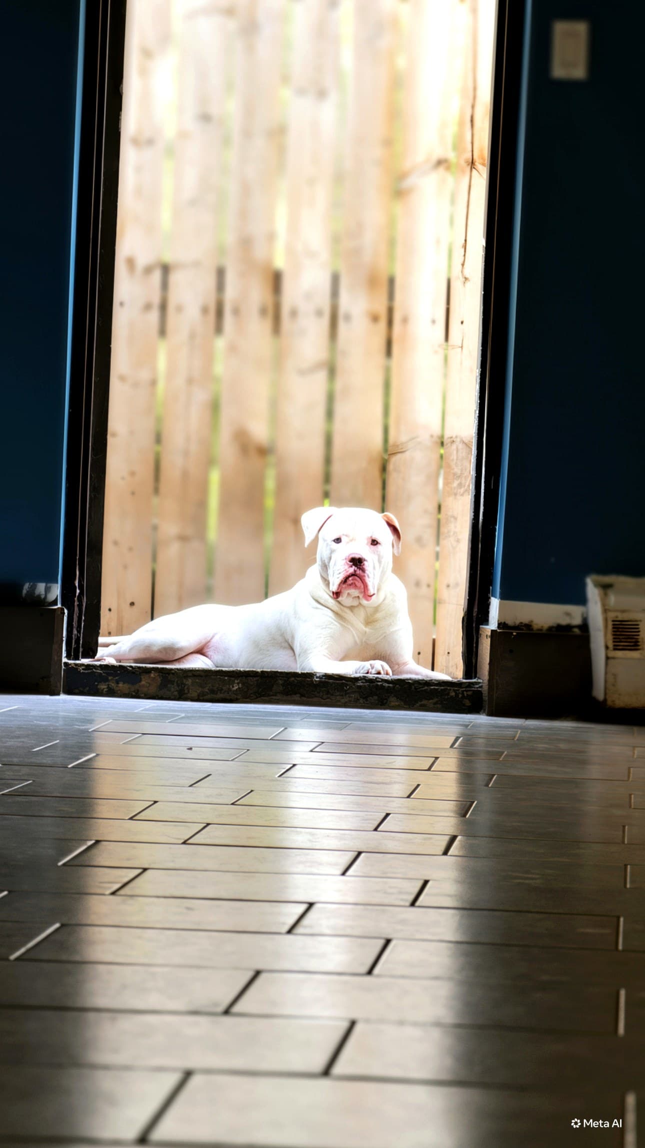 A happy dog at Nice Diggz