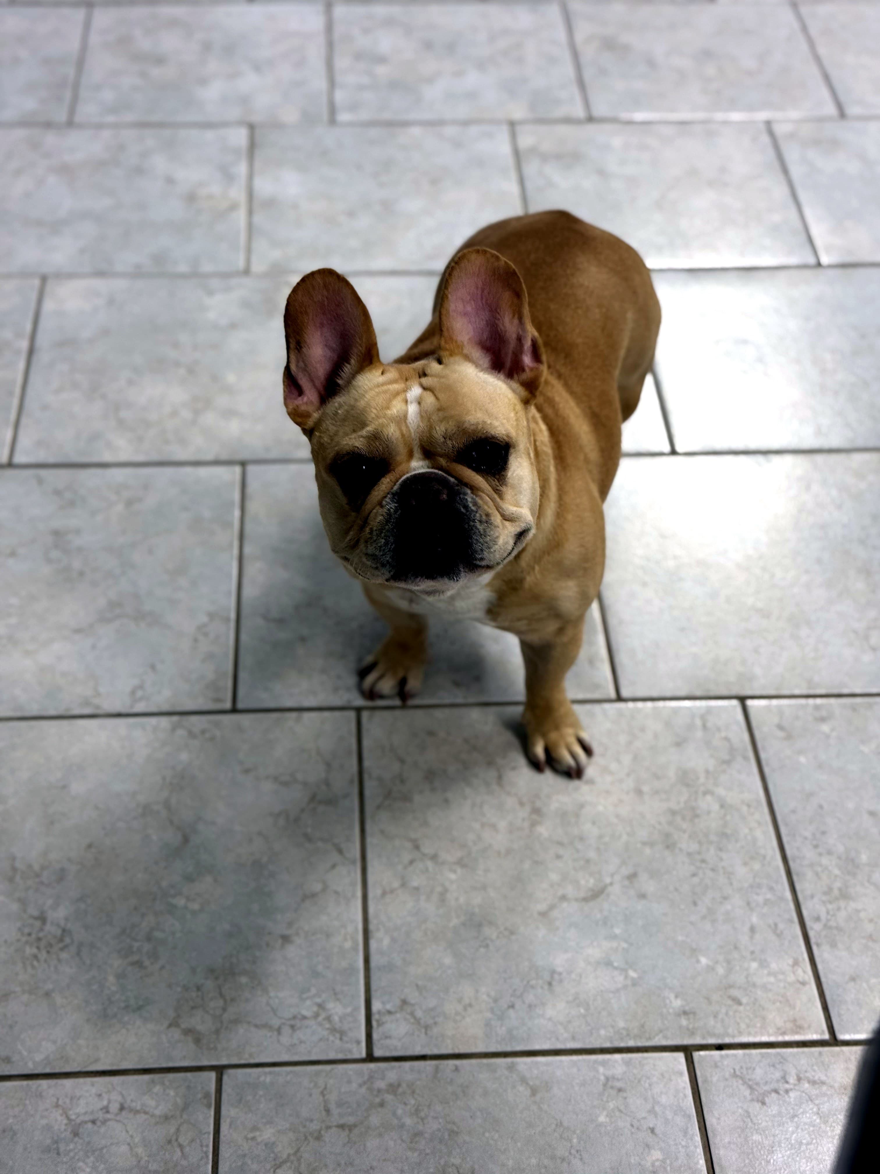 A happy dog at Nice Diggz