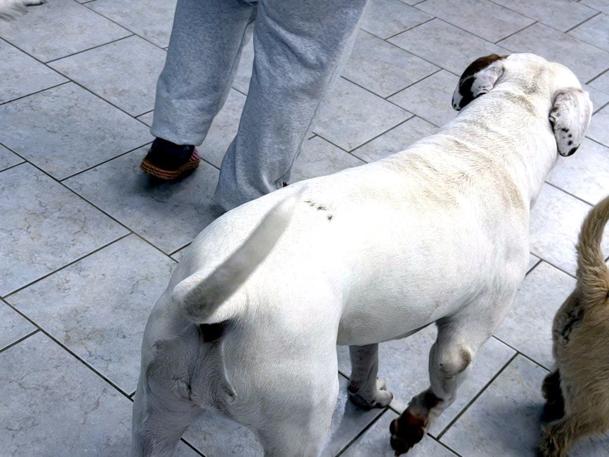 A person and happy dogs together at Nice Diggz